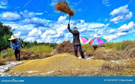 Harvesting Season Of Farmers Editorial Photo Image Of Raining