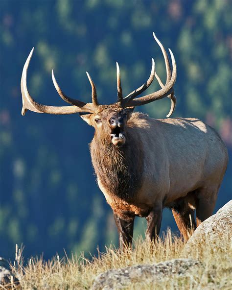 Rocky Mountain Bull Elk Bugling Photograph By Gary Langley Fine Art