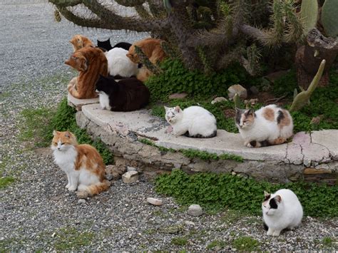 Fotos Gratis Césped Al Aire Libre Grupo Animal Gato Felino