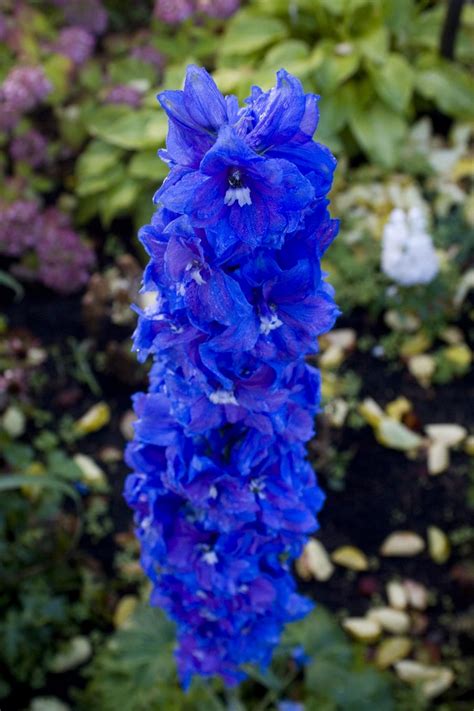 So, my friend asked me about dark purple flowers (she has always been a purple girl). Blue flowers names photos