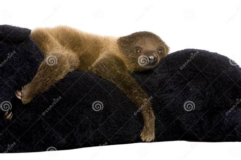 Baby Two Toed Sloth Choloepus Didactylus Stock Photo Image Of