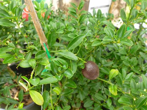 Native Lime Citrus Hybrid ‘red Centre Lime Gardening With Angus