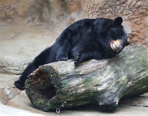 How Black Bears Hibernate Wxpr