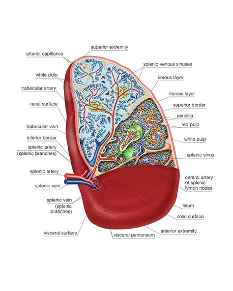 Spleen Anatomy And Physiology The Adventures Of Super Spleen As
