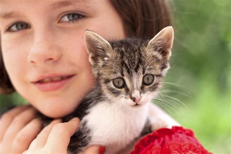 Important Cat Training Tips To Know Tips Animal League