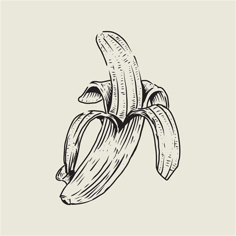 Banana Drawing With Vintage Style 17130657 Vector Art At Vecteezy
