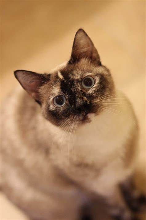 The cats are placed in foster homes for further rehabilitation until a forever home can be. Purebred Long Haired Siamese Cat - British Shorthair
