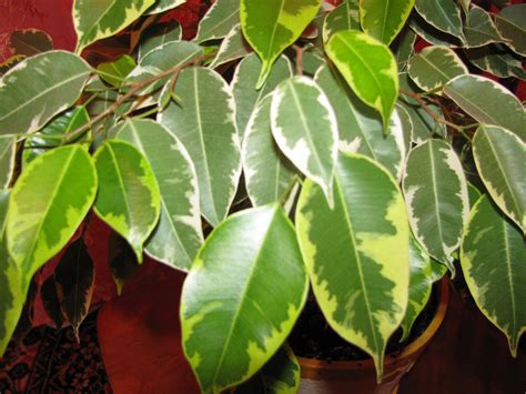 The Ultimate Ficus Benjamina Care Guide Tips
