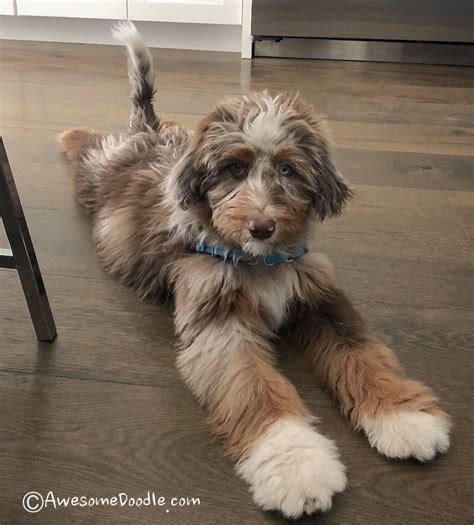 Pin On Aussiedoodle Puppies