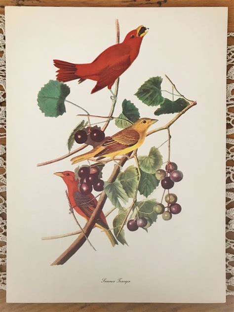 Audubon Birds Of America Bird Prints Birding Audubon Prints Audubon