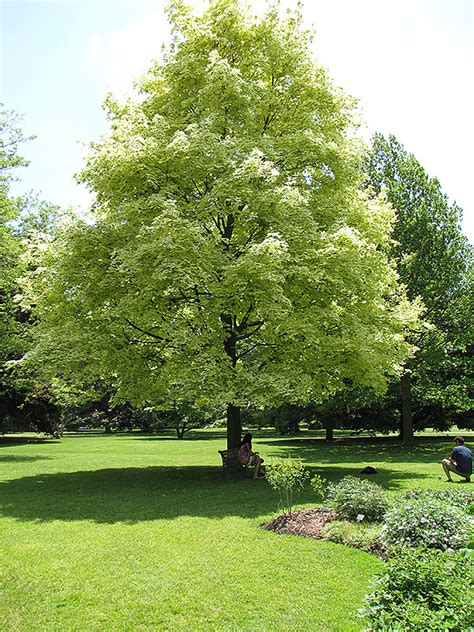 Harlequin Norway Maple Acer Platanoides Drummondii In Carleton