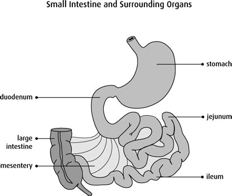 It begins at the ileocecal junction, where the ileum enters the large intestine, and ends at the anus. The small intestine - Canadian Cancer Society