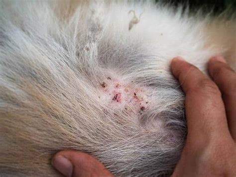 Dog Skin Problems Pictures Common Dog Skin Problems And Their Causes Petcaresupplies Dog