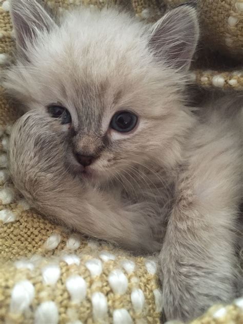 Fizzgig Long Haired Siamese Kitten 6 Weeks Old Siamese Kittens