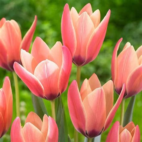 Wild Tulpen Online Kaufen Bei G Rtner P Tschke Tulpenzwiebeln Tulpen