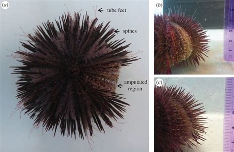 Sea Urchin Tube Feet And Spine Regeneration Assay A Aboral View 1