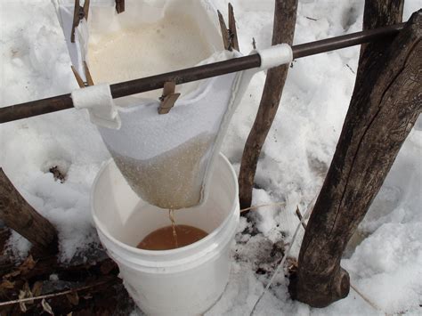 Makin Maple In Minnesota Filtering And Canning The Syrup