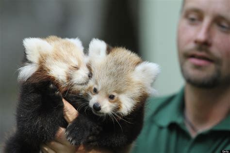 Twin Baby Red Pandas Prove 2 Baby Animals Is Always Cuter Than 1