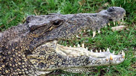 A Newly Discovered Difference Between Alligators And Crocodiles The