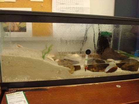 We did not find results for: Fiddler crab image by Theresa Wiant on fiddler crab setup ...