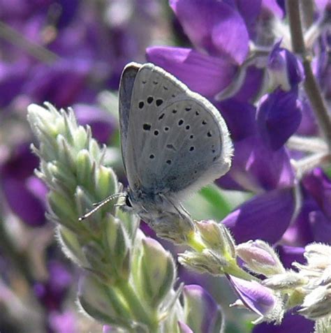 Endangered Butterflies — San Bruno Mountain Watch