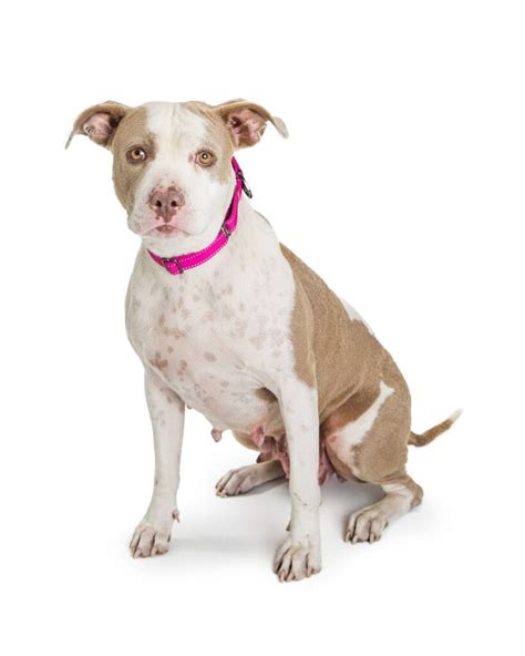 Everything You Need To Know About Pregnant Pit Bulls Simply For Dogs