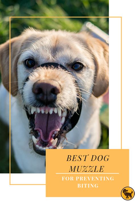 Best Dog Muzzle For Preventing Biting Can You Dog Be Aggressive