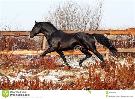 ukrainian horse breed stock photo image  trot ukrainian