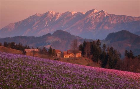 Wallpaper Field Trees Flowers Mountains Home Village Alps