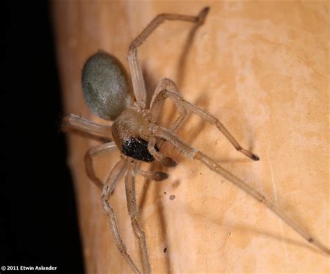 Long Legged Sac Spider Spider African Animals Southern Africa