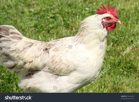White Cock Close Up On The Farm Green Grass Background