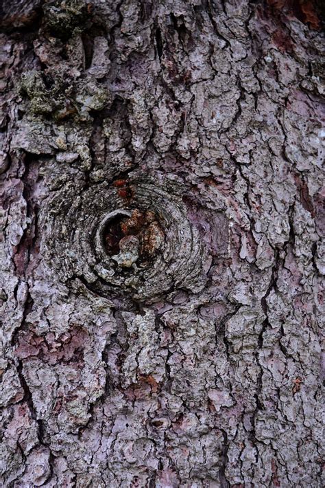 Knotty Pine Tree Bark Always Seems To Have Interesting Pat Flickr