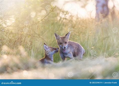 Pair Of Cute Fox Cubs In The Sunlight Stock Image Image Of Predator