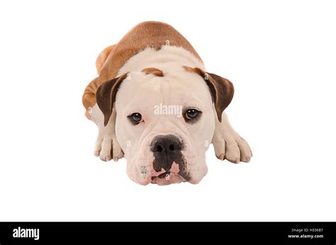 Adorable Bulldog Laying Down On A White Background Stock Photo Alamy