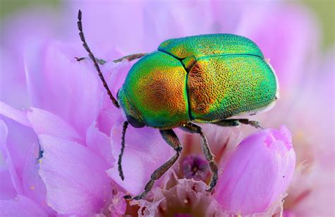 interview with master insect photographer john hallmén