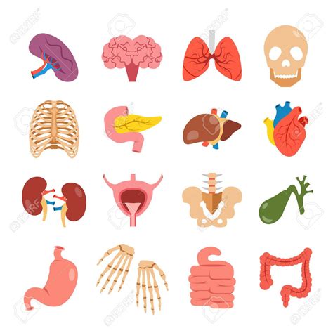 Pictures Of Body Organs Clipart Best Clipart Best Gambaran