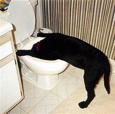 We built this for my puppy, so he could learn to toileting on the puppy patch straight away. Pet Fun | Funny Pet Photos | Cleveland Pets | Dog Pictures