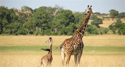 Petition To Protect The Great Giraffe On Us Endangered Species List