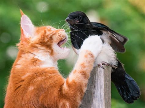 Cats Are The Leading Cause Of Bird Deaths In North America Nature