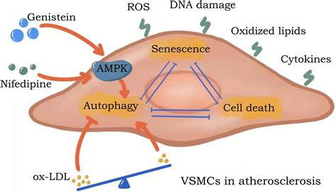 frontiers senescence in vascular smooth muscle cells and atherosclerosis