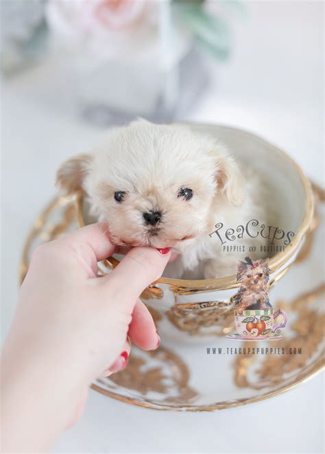 Black Maltese Poodle Designer Breed Puppies Teacup Puppies And Boutique