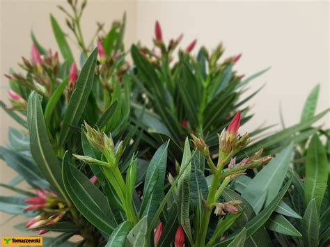 Nerium oleander (oleander) is an evergreen shrub of the apocynaceae family that thrives principally in subtropical regions. Oleander - co trzeba wiedzieć o podlewaniu, nawożeniu i ...
