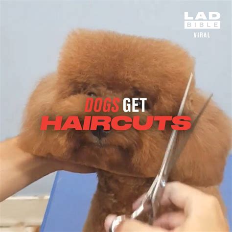 Ladbible Dogs Getting Haircuts