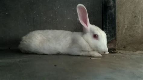 मेरा खरगोश बीमार है Treating Rabbitsindia Youtube