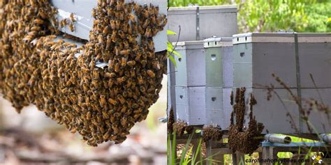 Bee Bearding Why Bees Hang Outside Carolina Honeybees