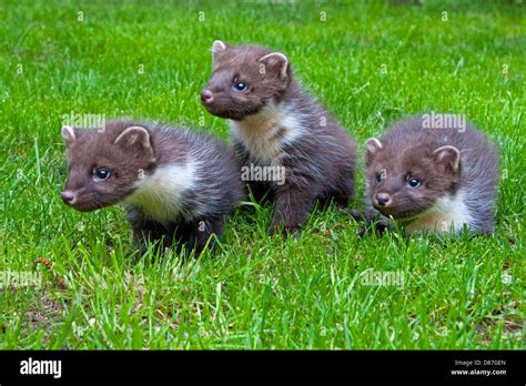 Pine Marten Baby Hi Res Stock Photography And Images Alamy