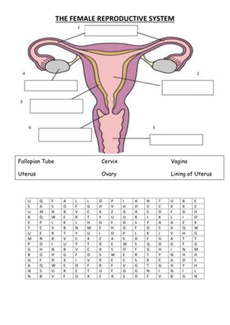 Blank Diagram Of Human Reproductive Systems Fill In Blank Female