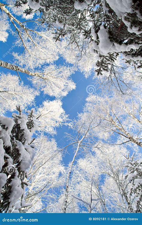 Blue Sky In Beautiful Winter Forest Stock Image Image Of Tree Nature