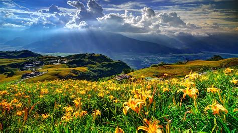 Spring Landscape Mountains Hills Lillies Yellow Flower