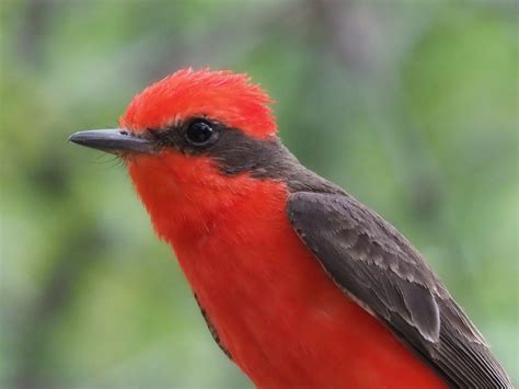 The Birds Of Sky Islands By John Comé Visit The Sky Islands Of Arizona